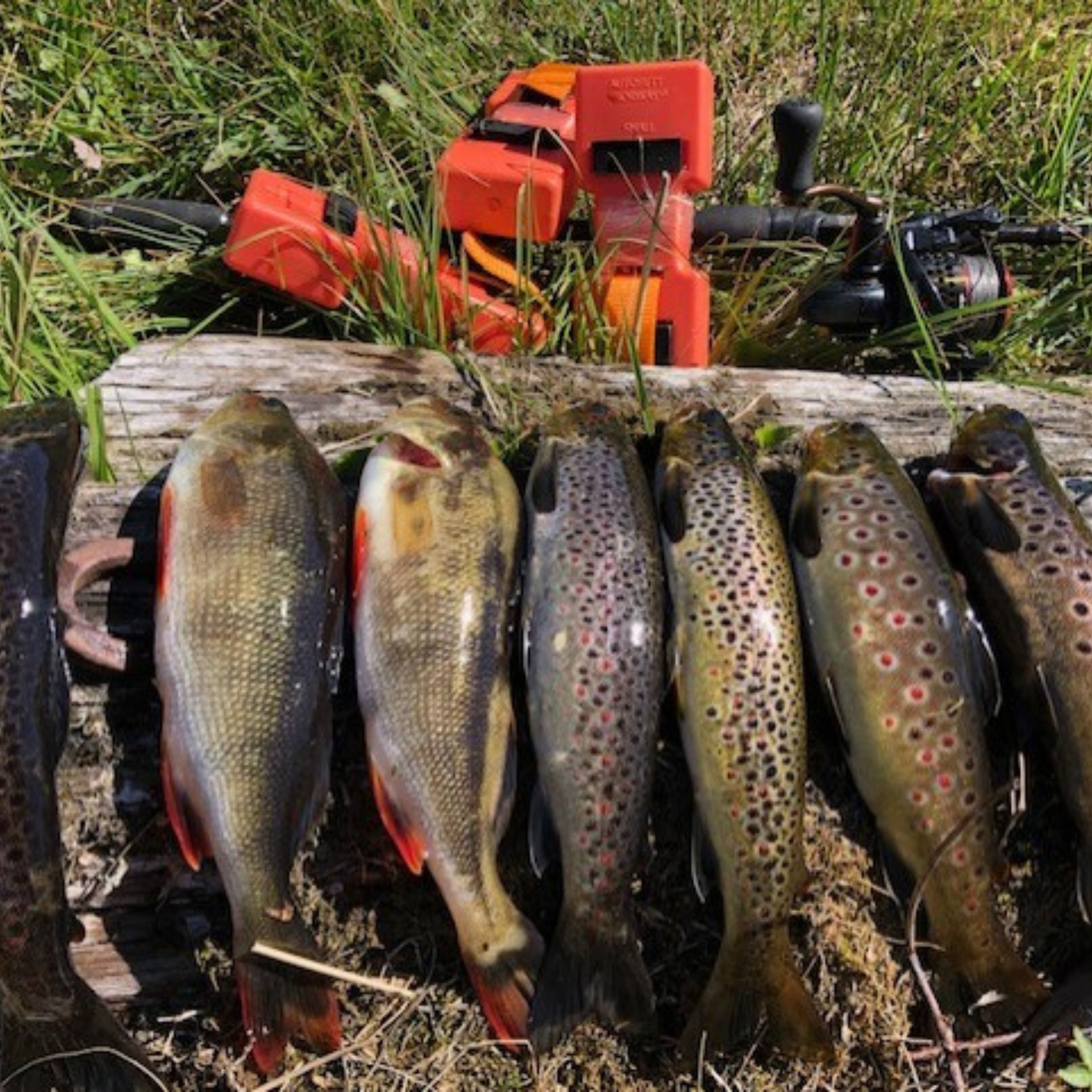 Autosett Small - Perfekt zum Forellenangeln - Bekannt von Tiktok